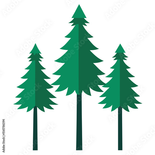 Three tall slender pine trees with full green canopy in vector art