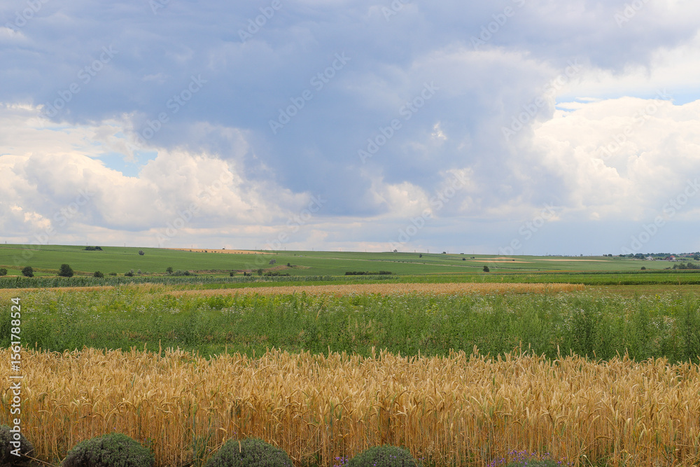 Obraz premium Beautiful wheat harvest in the countryside. Ears of wheat growing in an agricultural field on a sunny day. Unripe cereals. Healthy eating and organic food concept.