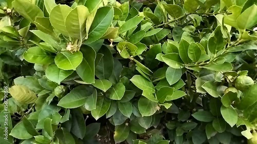 Green leaves background, lime plant swaying in the wind in the garden.
