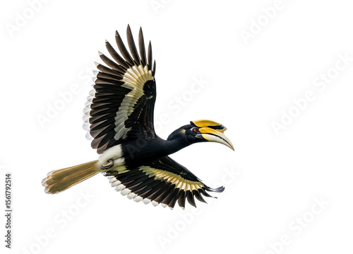 Majestic Rhinoceros Hornbill in flight with distinctive yellow casque, isolated on white. Bird.