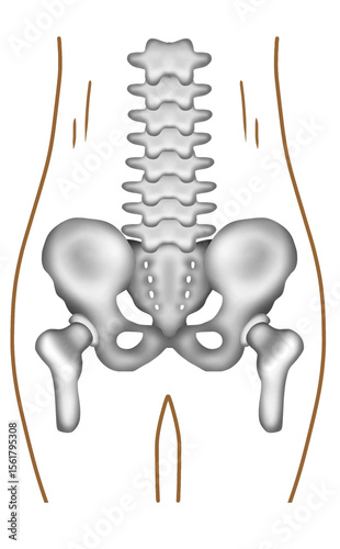A hand-painted watercolor of a healthy human pelvis and lumbar spine