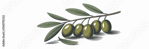 Olive branch illustration with green leaves and olives, plant, food, nature