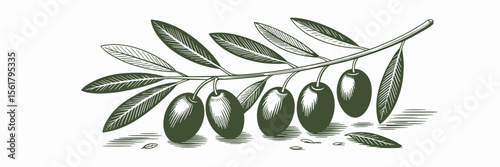 Olive branch vector illustration with olives and leaves for mediterranean cuisine