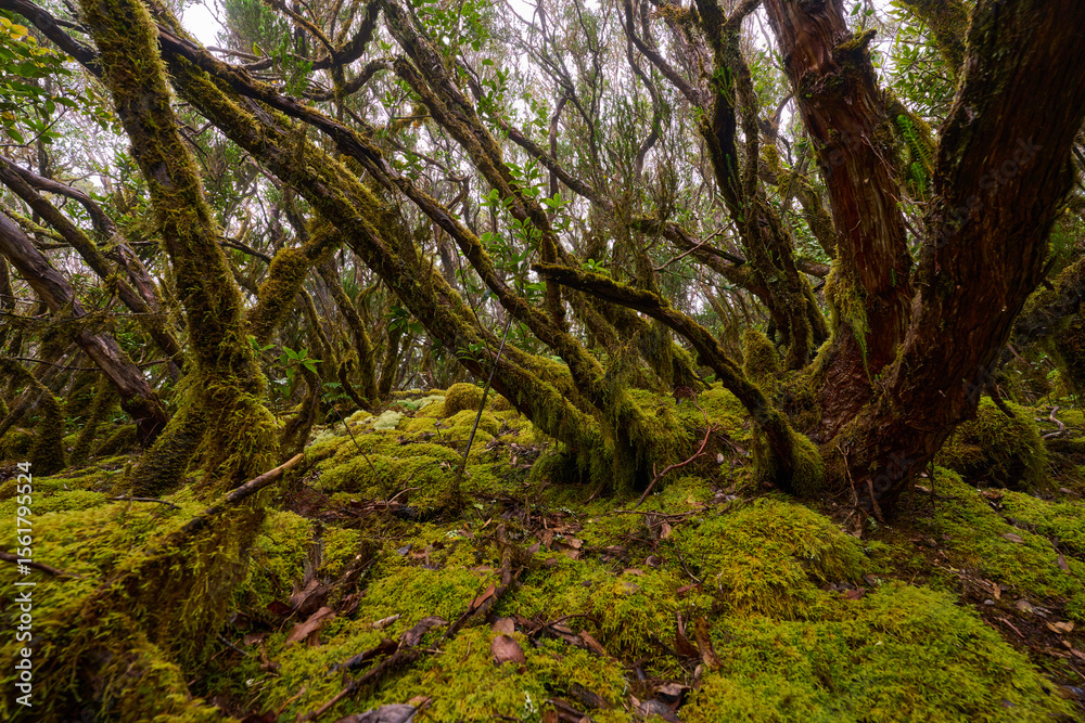 Fototapeta premium Laurisilva forest with twisted mossy trees