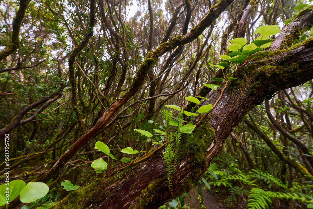 Fototapeta premium Mossy tree with epiphytes