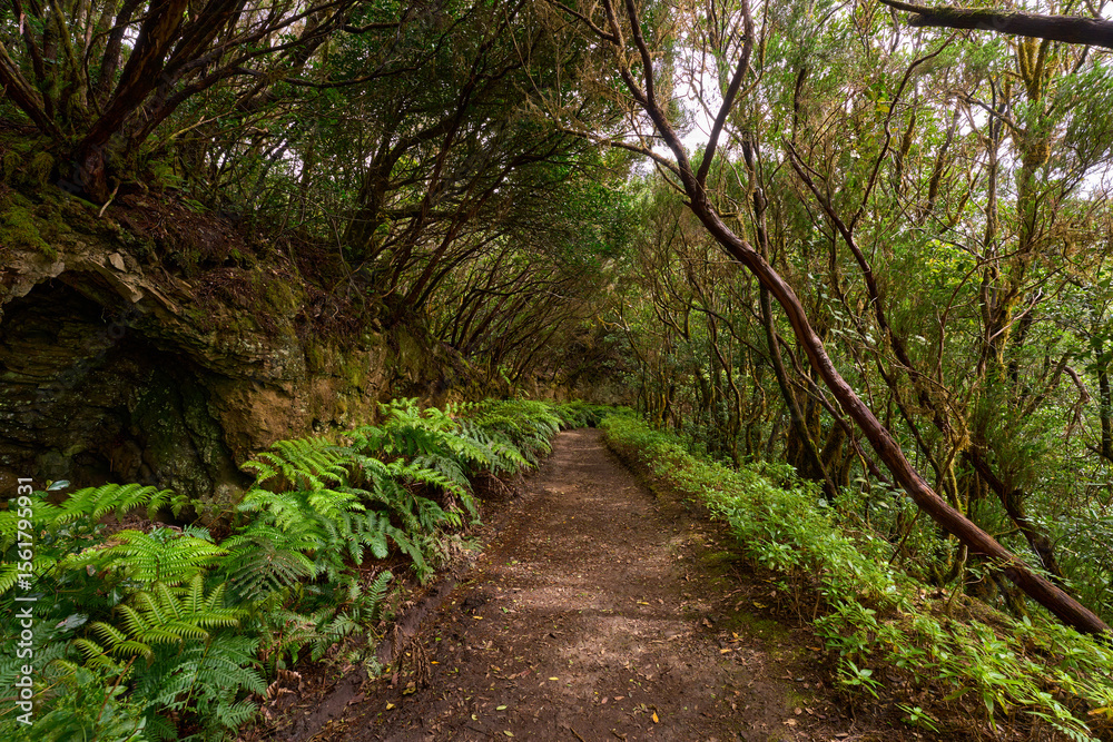 Obraz premium Hiking trail through laurisilva forest