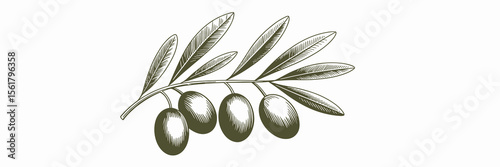 Olive branch engraving with olives, botanical illustration, food ingredient, Mediterranean diet