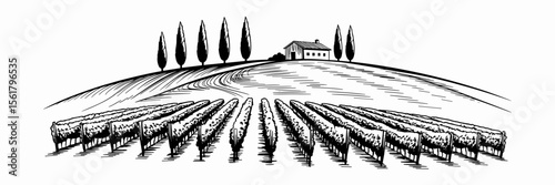 Vineyard landscape with hill, farm house and cypress trees, rural illustration, agriculture