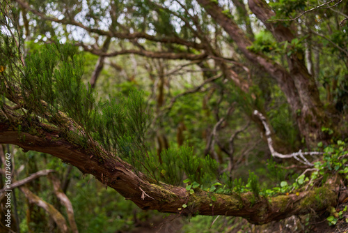 Mossy tree with epiphytes