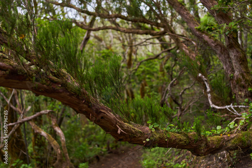 Mossy tree with epiphytes