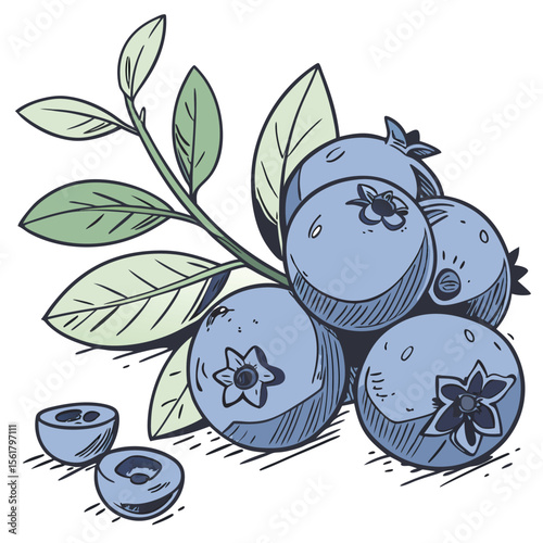 Fresh blueberries with leaves and stems silhouette