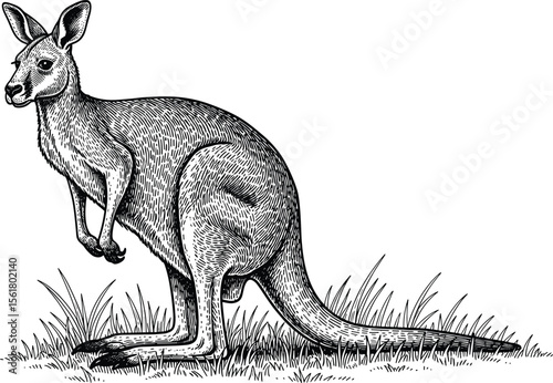 Woodcut illustration of a kangaroo. Vintage grunge vector design element for artworks, poster, cards, web and collages.