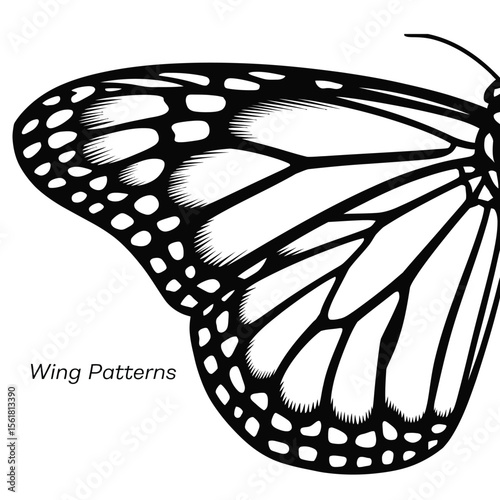 Black and white vector line drawing of a monarch butterfly wing with intricate vein patterns and fine structural details in scientific style