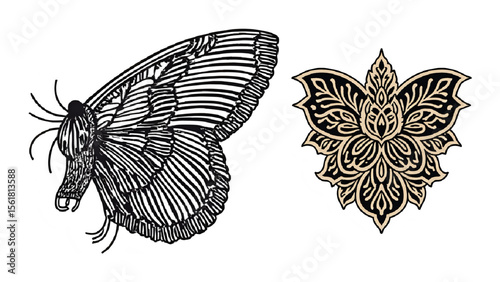 black and white butterfly