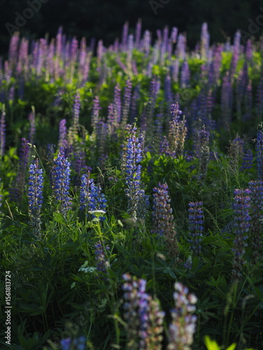 Pole łubinu kwiatów znalezione w górach polskich, latem 
