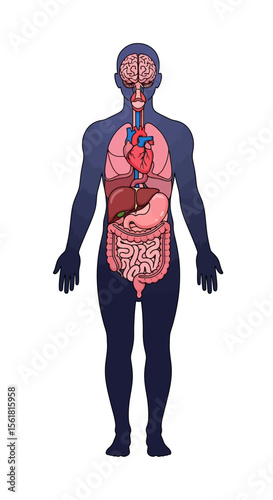 Illustration of human anatomy showing internal organs in a stylized full body view on white