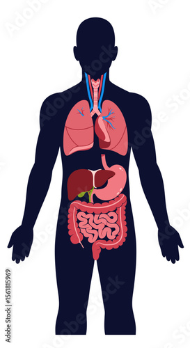 An Illustrated Overview of the Major Internal Organs Within the Human Body Demonstrating the Respiratory Digestive and Circulatory Systems