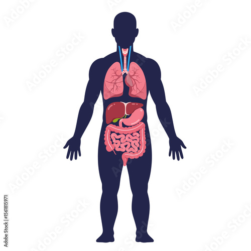 Detailed Illustration of Human Internal Organs Showing the Respiratory Digestive and Circulatory Systems within a Silhouette