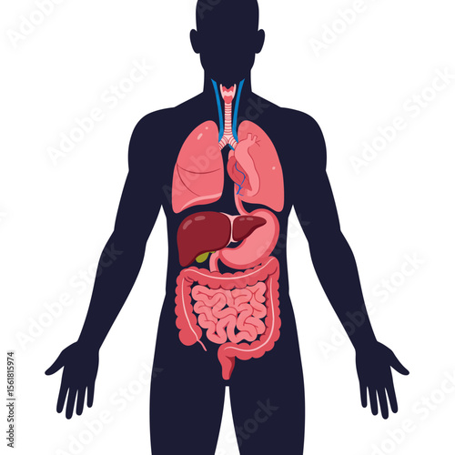An Illustration of the Human Body Showing the Major Internal Organs and Anatomical Systems Essential for Life and Health