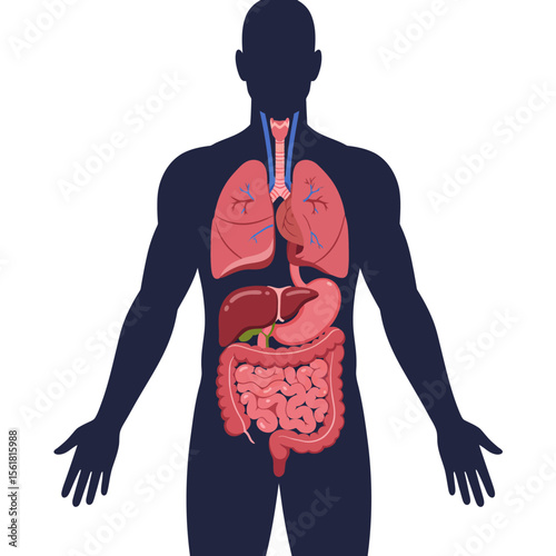 A Comprehensive Overview of the Major Organs Within the Human Body Highlighting Key Systems for Vital Functions and Health Maintenance