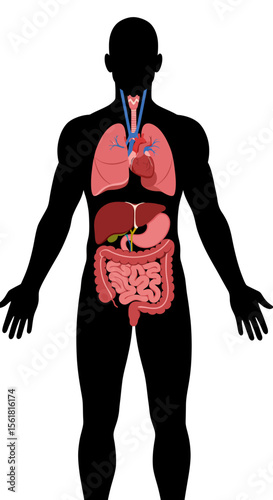 A Detailed Illustration of the Major Internal Organs and Respiratory System within the Human Body Silhouette