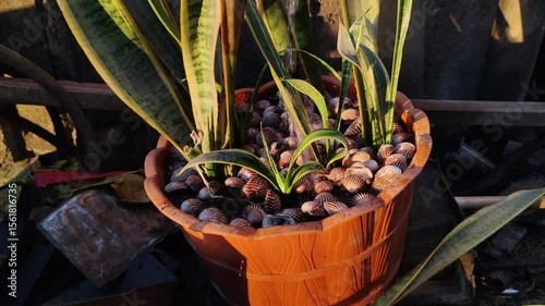 Watering scene Vibrant houseplants are displayed in decorative terracotta pots filled with shells under the warm sunlight.