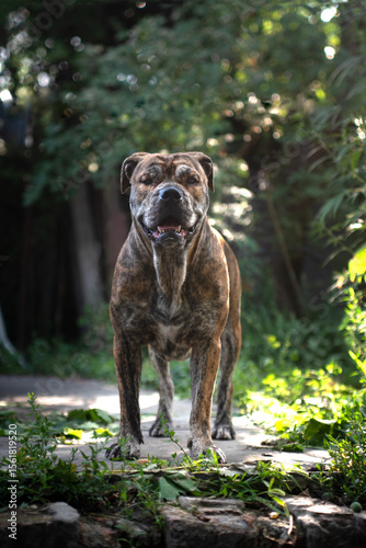 Wallpaper Mural brindle ca de bou dog stands and looks at the camera in the garden Torontodigital.ca