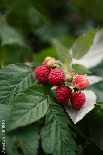 Wallpaper Mural ripe raspberries in the garden on a bush close-up Torontodigital.ca