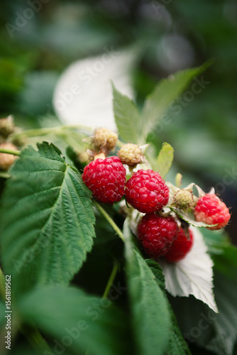 Wallpaper Mural ripe raspberries in the garden on a bush close-up Torontodigital.ca