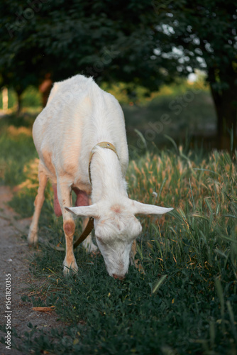 Agriculture. goats graze in the meadow
