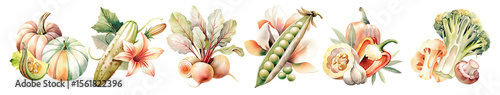 vintage watercolor collage of pumpkins, zucchini, peas, broccoli, peppers and beets, isolated transparent png for print or design..