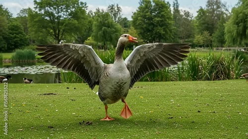 Goose wings spread with park, and nature.