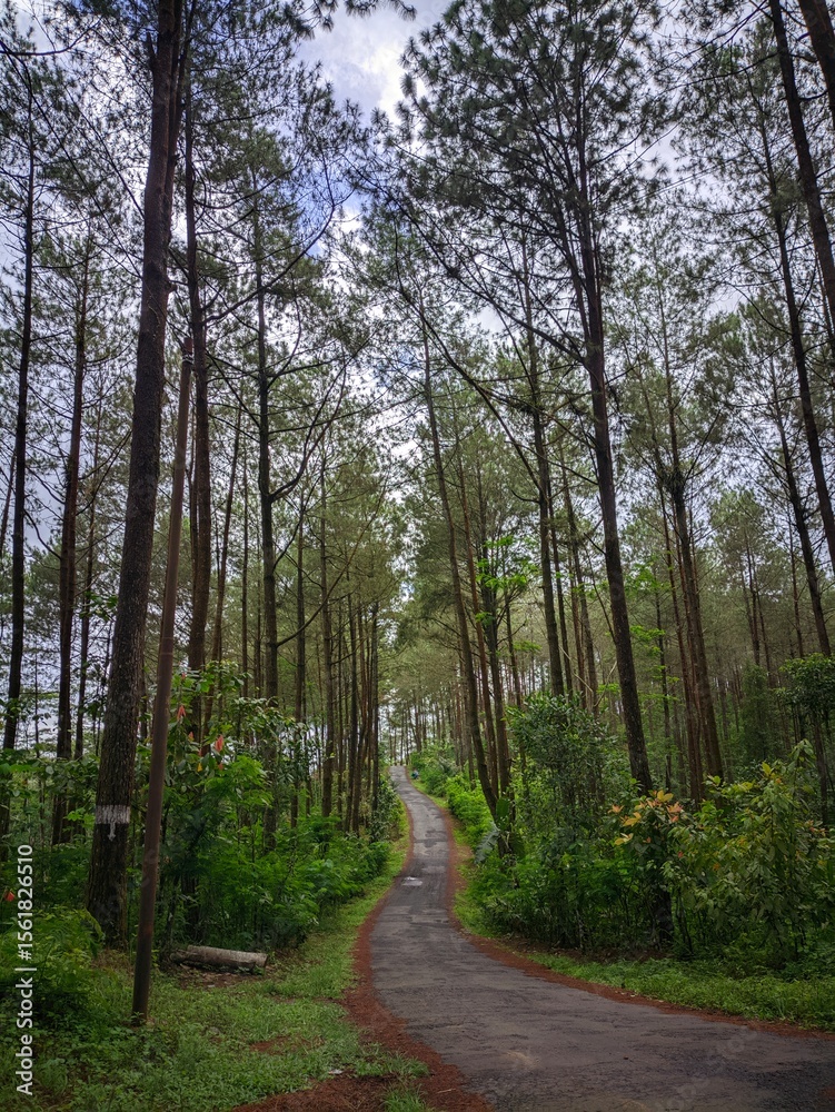 Obraz premium road in the forest