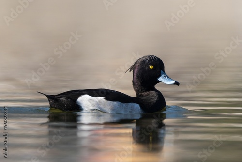 Close-up of a Tufted Duck Swimming