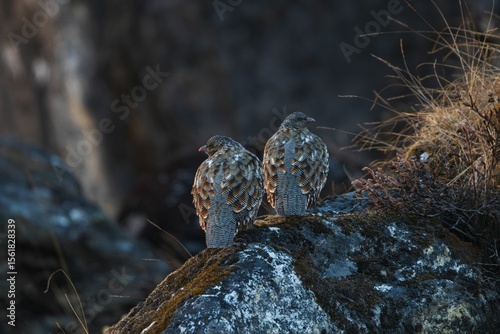 Birds Perched on Rocky Surface