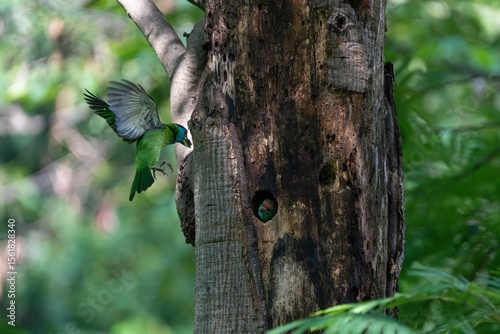Vibrant green bird near tree hollow in forest.