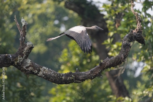 Bird in flight over forest