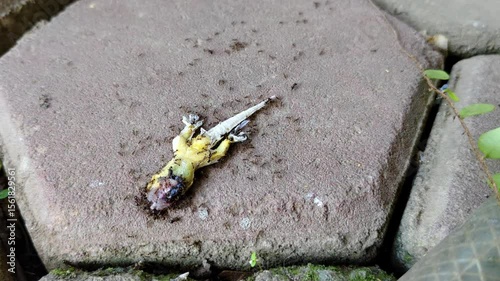 Close-up of a group of ants working together to transport and eat a lizard carcass that lies on a brick surface.