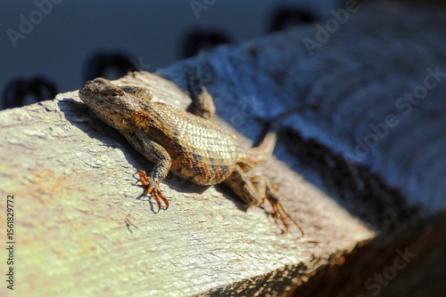 Lizard Sunbathing on Wood
