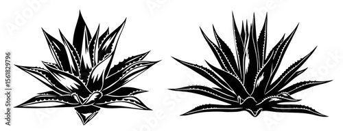 Agave plants black and white vector illustration set