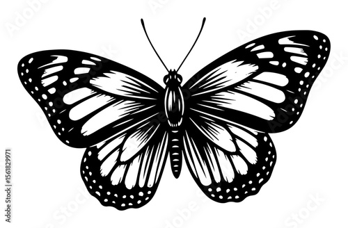 elegant butterfly with detailed wings vector