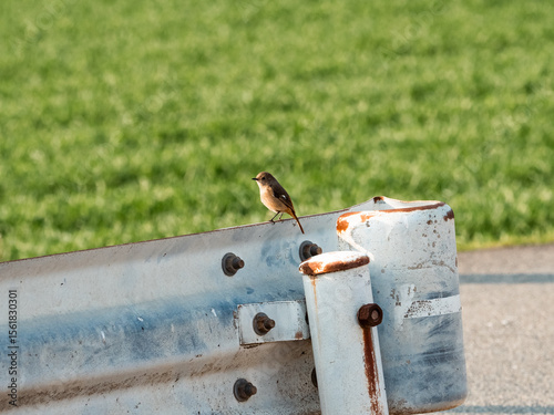 Wintering bull-headed shrike on a guard rail