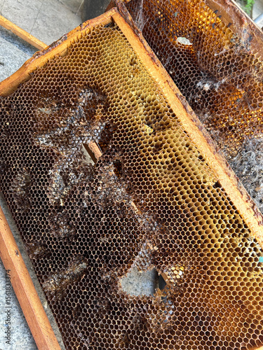 The image captures a close-up of a honeycomb frame with a mix of honey cells and bee activity. The bees have been actively working, indicating a healthy hive in a natural environment.