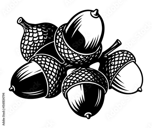 black and white vector illustration of several acorns in a group