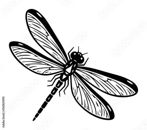 vintage vector drawing of dragonfly with open wings, insect illustration in black and white engraving style