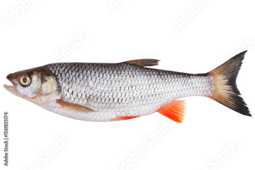 Freshly caught chub fish.