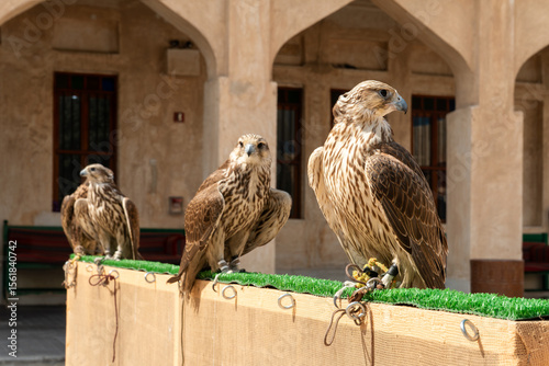 Tableau sur toile Close-up of hawk at a falconry farm in Doha Qatar