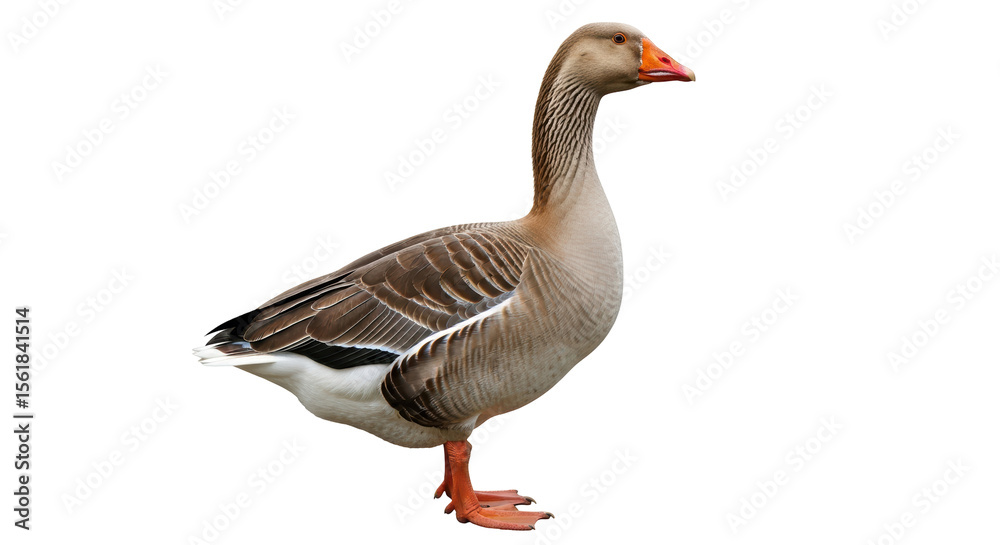 Isolated Goose