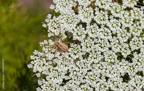 Trochosa robusta is a species of wolf spider that occurs in Asia and European countries, as well as the UK.