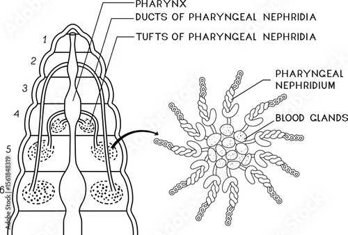 Coloring page with scheme of pharyngeal nephridial system with blood glands of Pheretima earthworm for biology lesson. Diagram of excretory system of earthworm